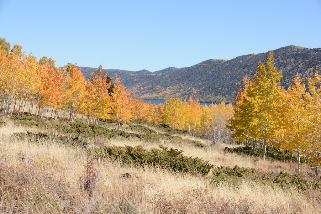 The Modern Threats Facing These Ancient Giants (Image Credits: Flickr)