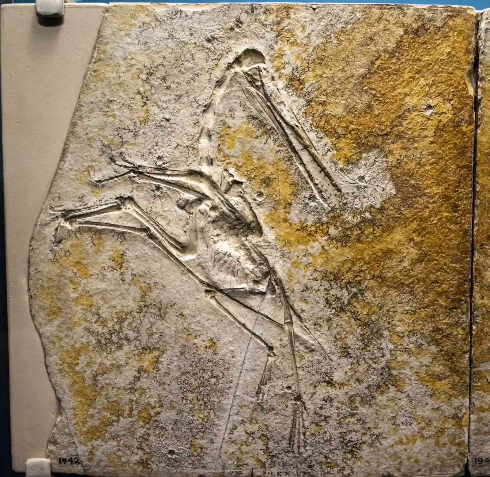 A Spectacular Range of Feather Types Emerged (Image Credits: Wikimedia)