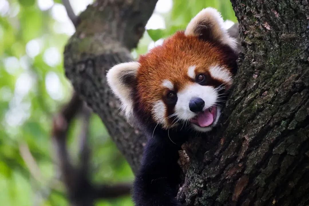 #3 - The Red Panda's Identity Crisis Finally Solved (Image Credits: Unsplash)