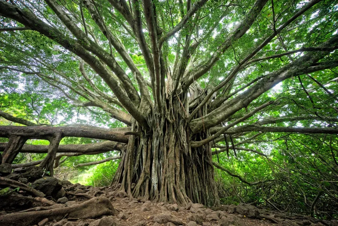 Aquarius – The Banyan, Radical Networker That Redefines a Tree (Image Credits: Unsplash)