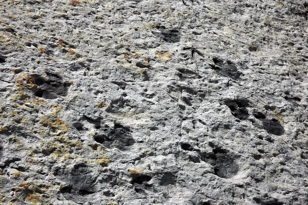 What Trackways Reveal About Herding, Migration, and Group Protection (Image Credits: Flickr)