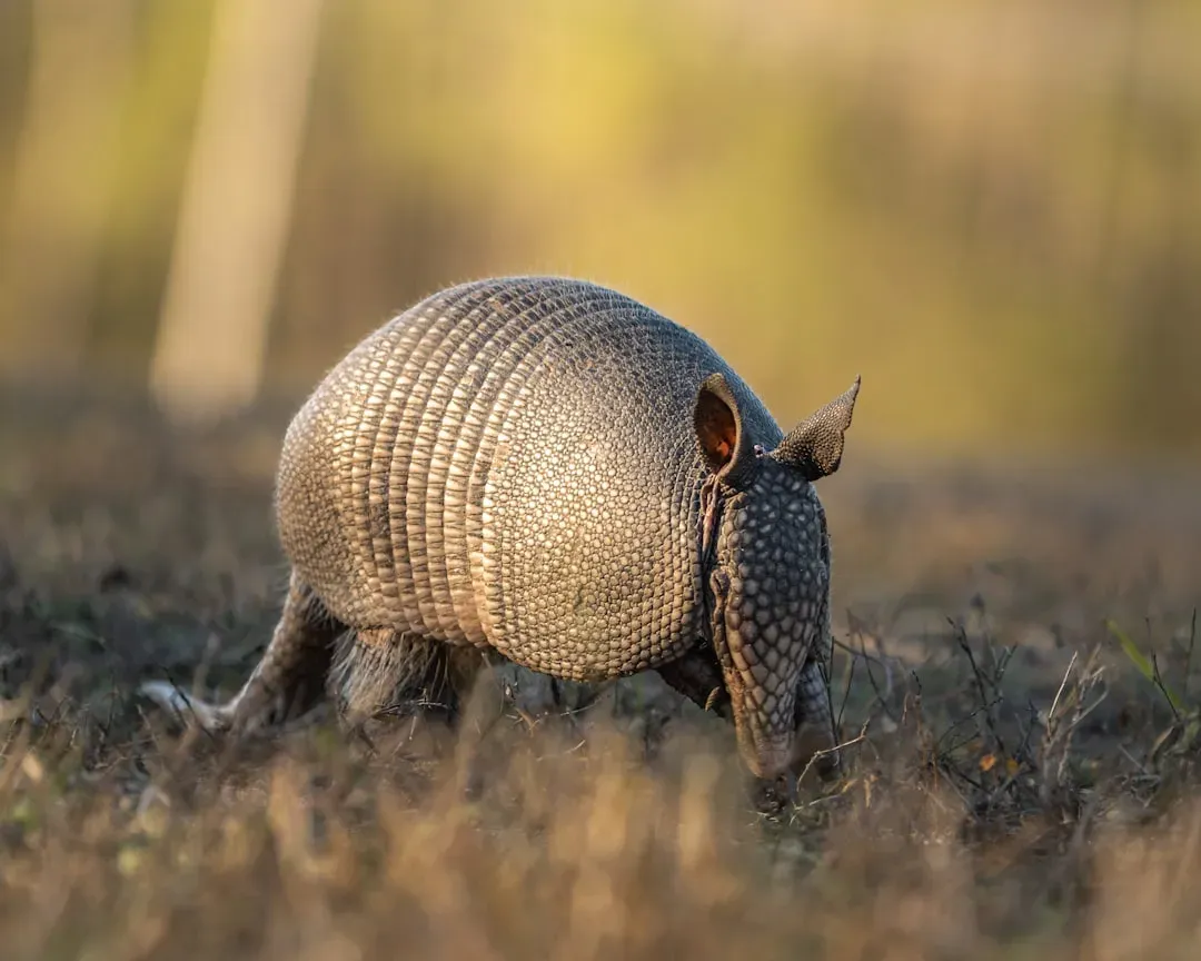 Armadillos Once Had Shells Big Enough for Human Shelters (Image Credits: Unsplash)