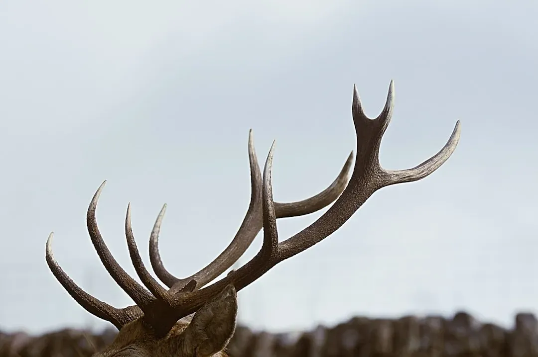 #6 - Antlers, Horns, and Animal Skulls Placed With the Dead (Image Credits: Unsplash)