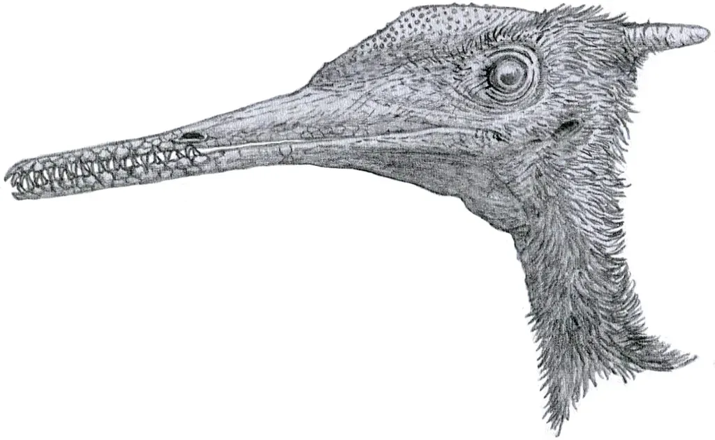 6. It Belonged to a Weird, Long‑Snouted Clan of Pterosaurs (By Tom Parker, CC BY-SA 4.0)