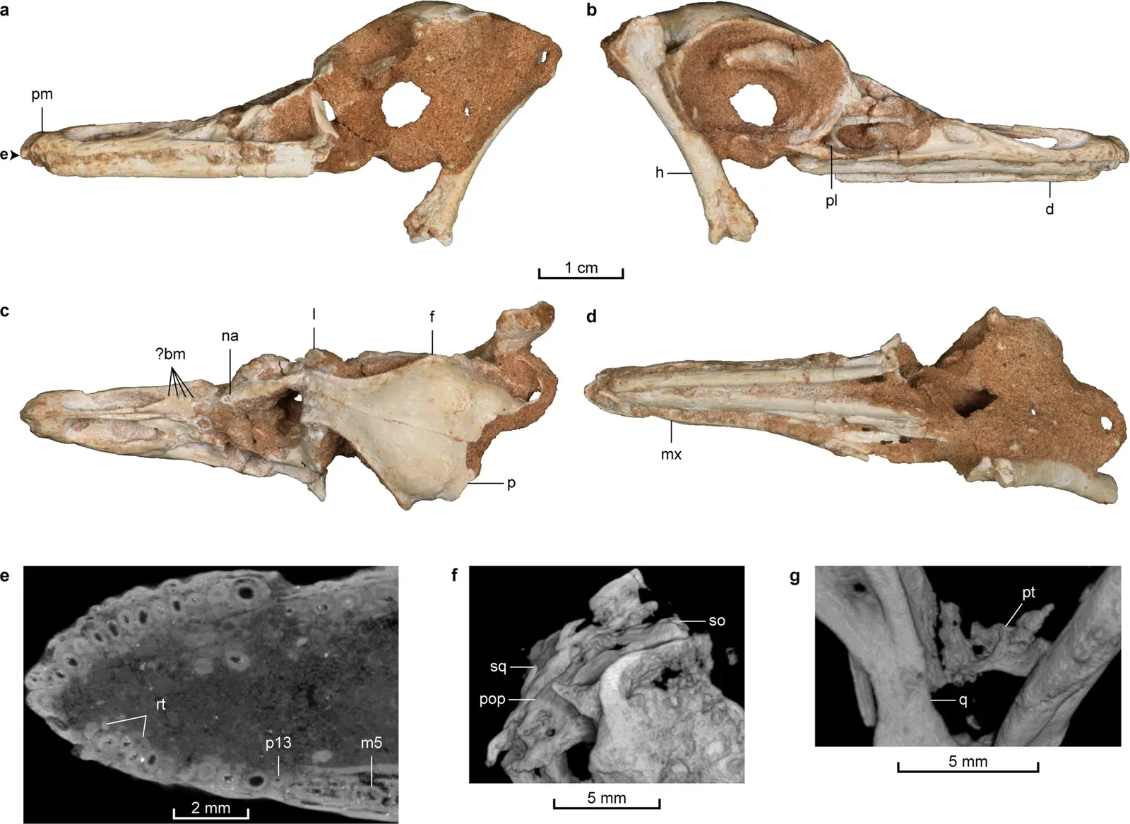 CT Scanning: Seeing Inside the Unbreakable ((in English) Lee, Sungjin (2022). "A non-avian dinosaur with a streamlined body exhibits potential adaptations for swimming". Communications Biology 5 (1): 1–9. DOI:10.1038/s42003-022-04119-9. ISSN 2399-3642., CC BY 4.0)