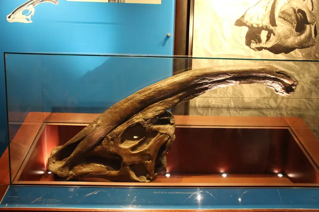 Parasaurolophus and Its Built-In Musical Instrument (Image Credits: Flickr)