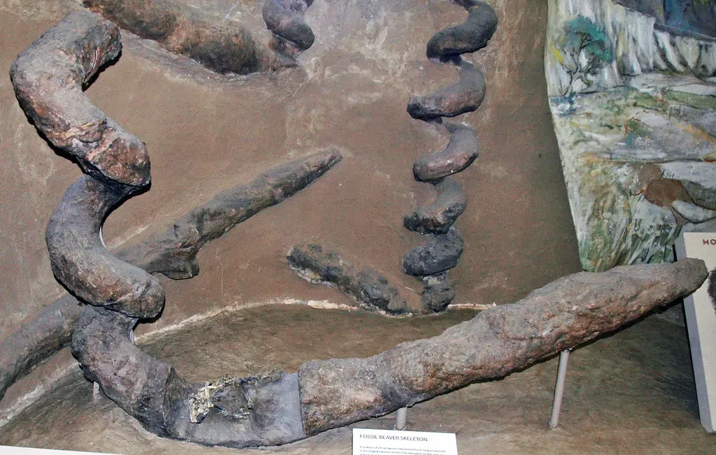 What This Fossil Tells You About Ancient American Landscapes (James St. John, Flickr, CC BY 2.0)