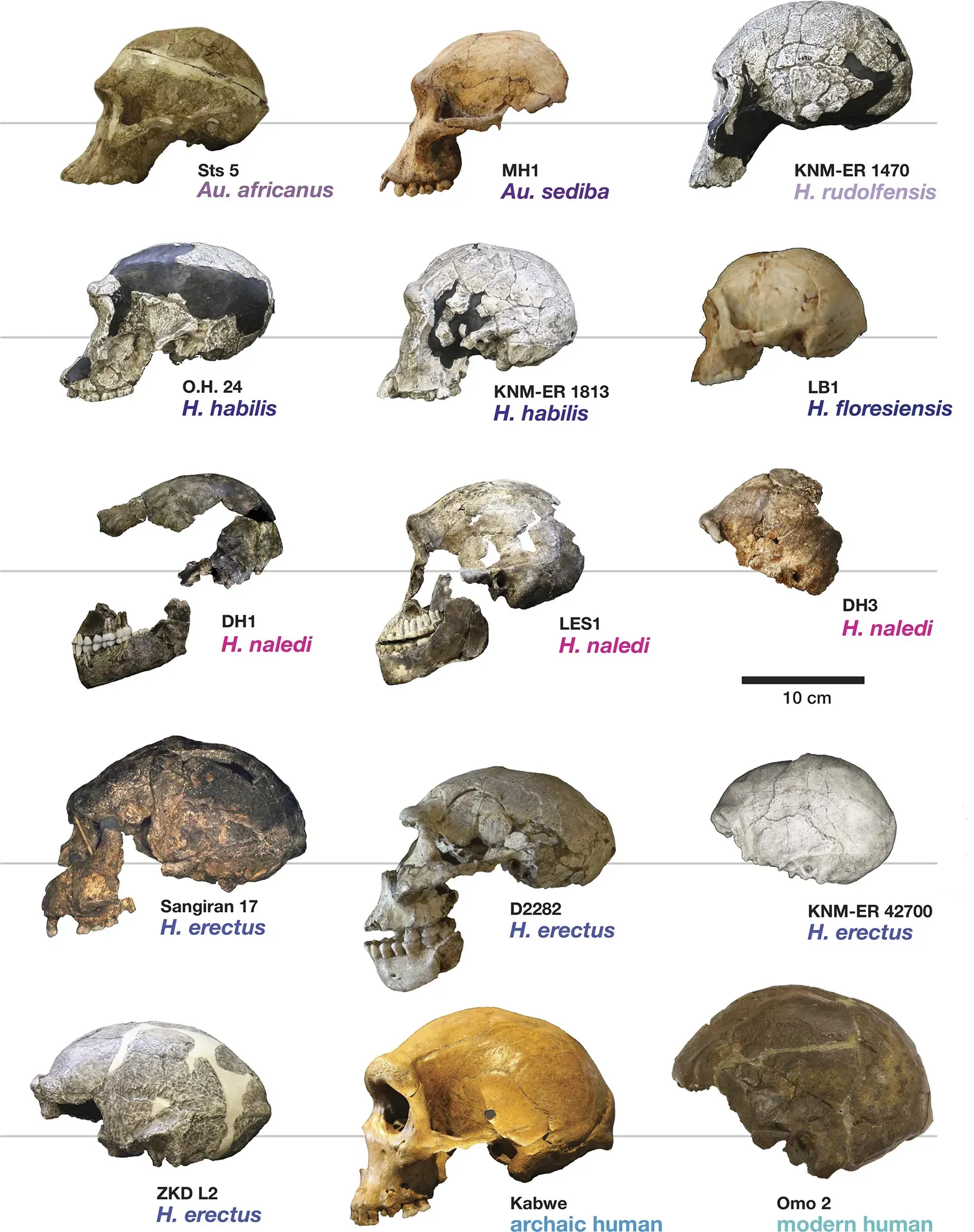 The Moroccan Time Capsule: 773,000-Year-Old Fossils Near the Root of Your Family Tree (Hawks et al. (9 May 2017). "New fossil remains of Homo naledi from the Lesedi Chamber, South Africa". eLife 6. DOI:10.7554/eLife.24232., CC BY 4.0)