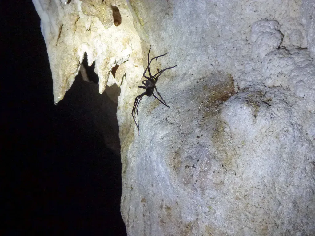 Creatures of perpetual night: how animals might evolve in isolation (srslyguys, Flickr, CC BY 2.0)