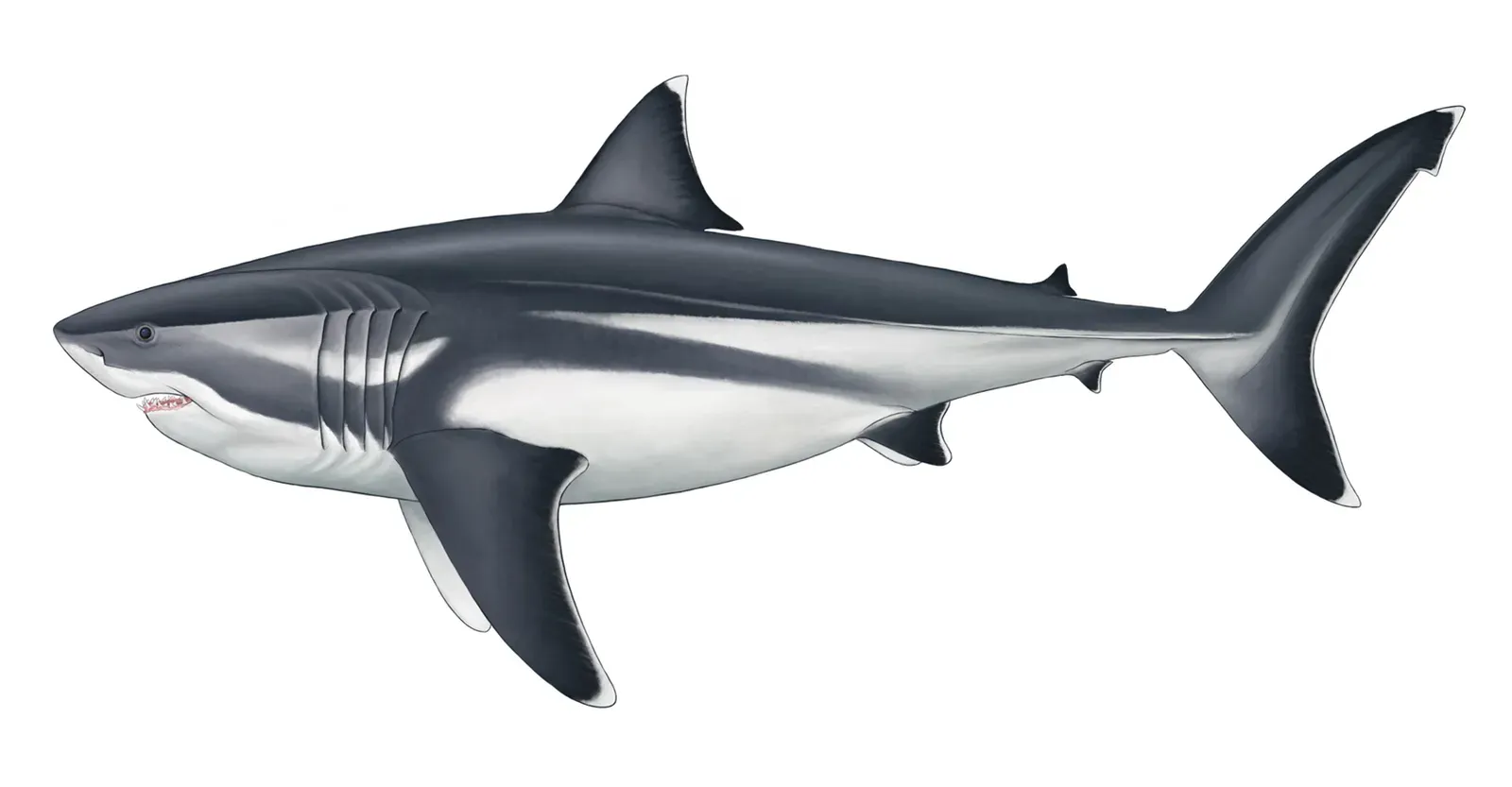 Megalodon: The Ocean Predator That Makes Great Whites Look Like Goldfish (Image Credits: Wikimedia)