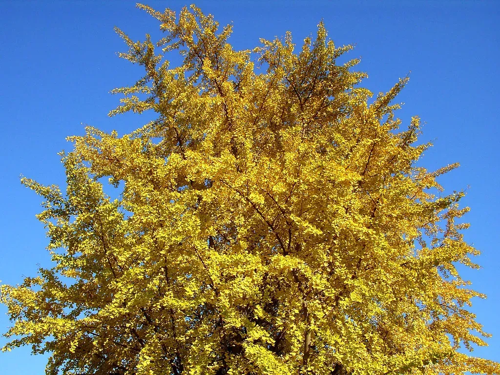 Ginkgoes and Seed Plants: The Living Fossils That Survived It All (Image Credits: Flickr)