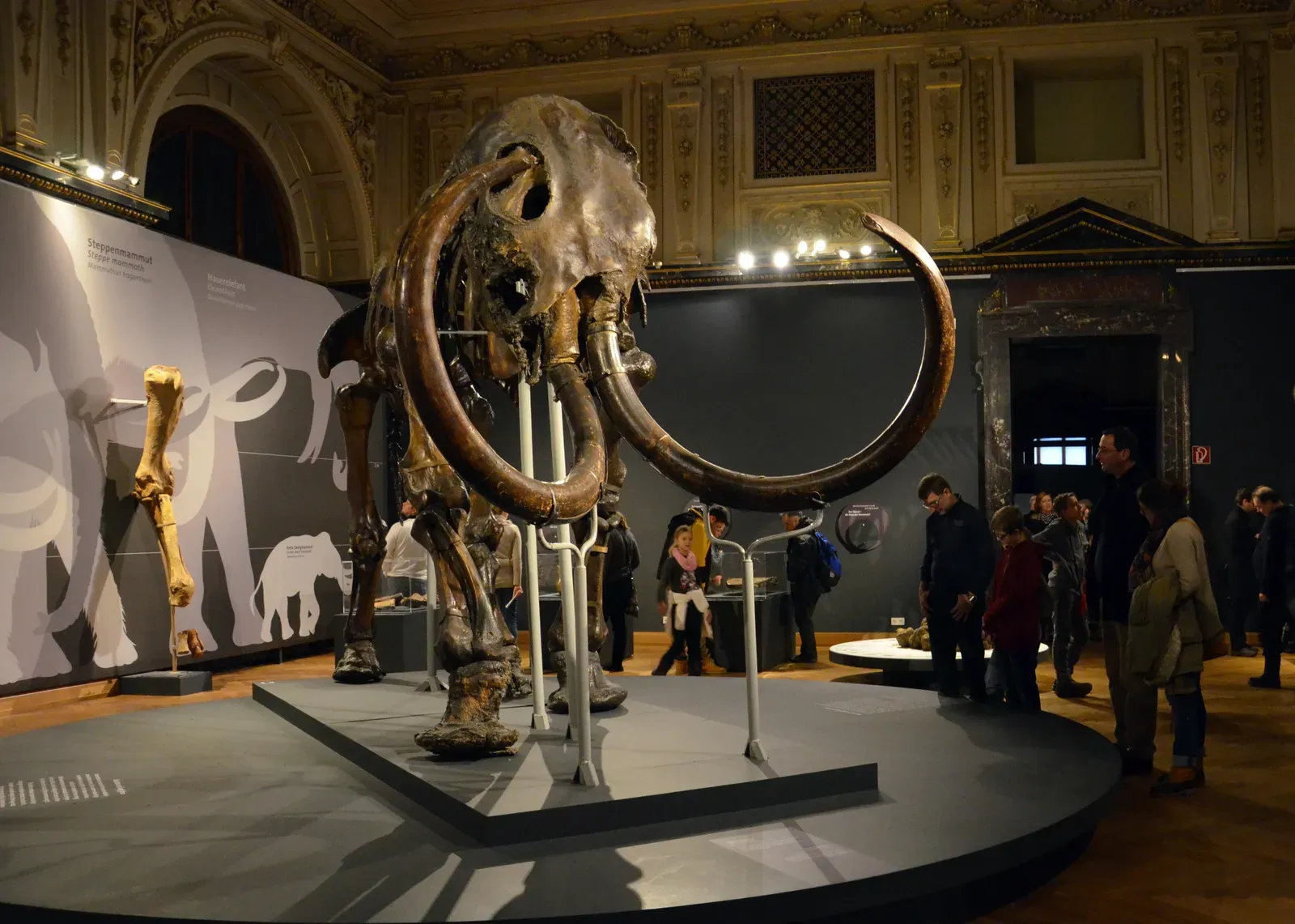 #8 - A Full Genetic Blueprint That Still Won't Produce a Clone (Nature history museum, Vienna (3), CC BY 2.0)