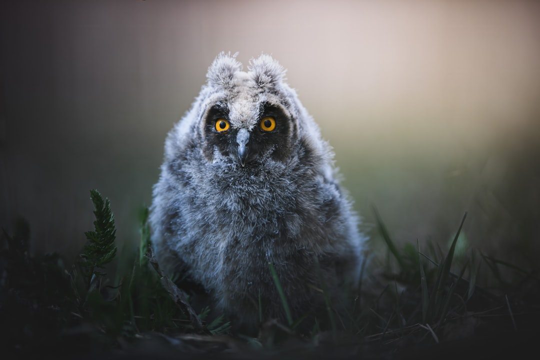 Conclusion: Embracing Your Owl Spirit (Image Credits: Unsplash)