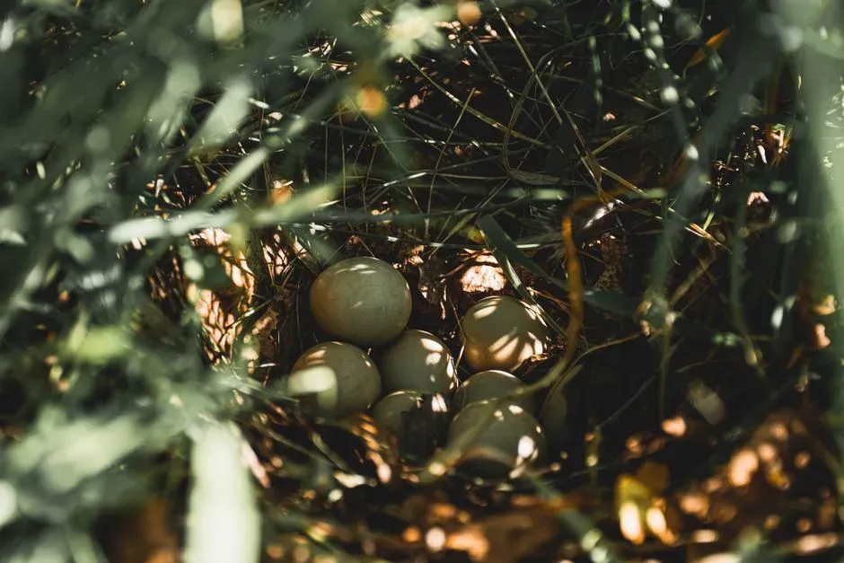 #11: Not All Birds Rely Only on Body Heat to Incubate (Image Credits: Pexels)