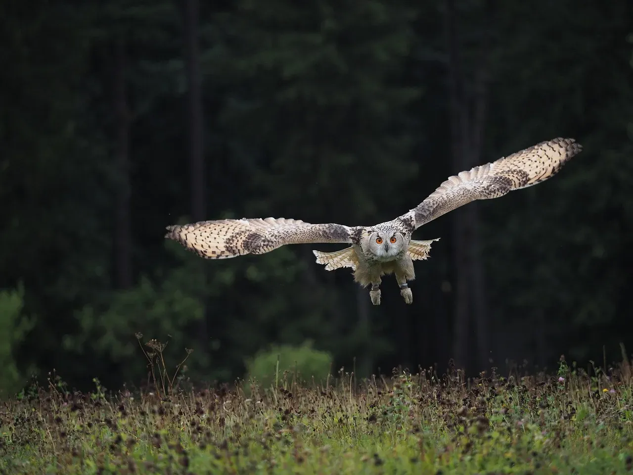 Sagittarius and the Owl: Wisdom Meets Adventure (Image Credits: Pixabay)
