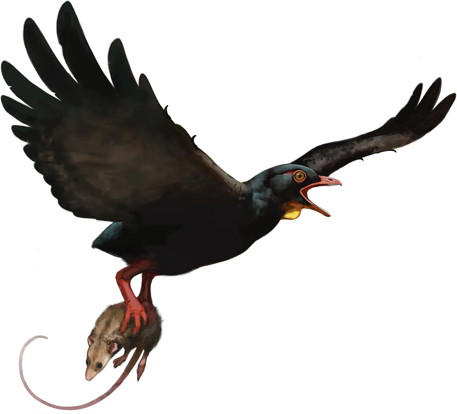 Avisaurus Darwini: The Hawk Sized Raptor Hunter (Image Credits: Wikimedia)