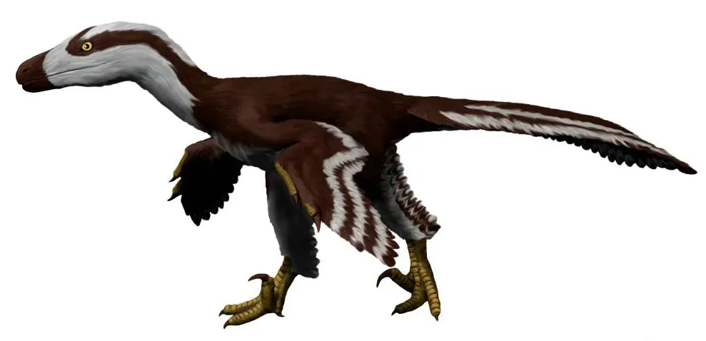 9. Acheroraptor and Dromaeosaur Relatives – The Sickled‑Clawed Stalkers (By Nobu Tamura email:nobu.tamura@yahoo.com  http://spinops.blogspot.com/ http://paleoexhibit.blogspot.com/, CC BY-SA 4.0)