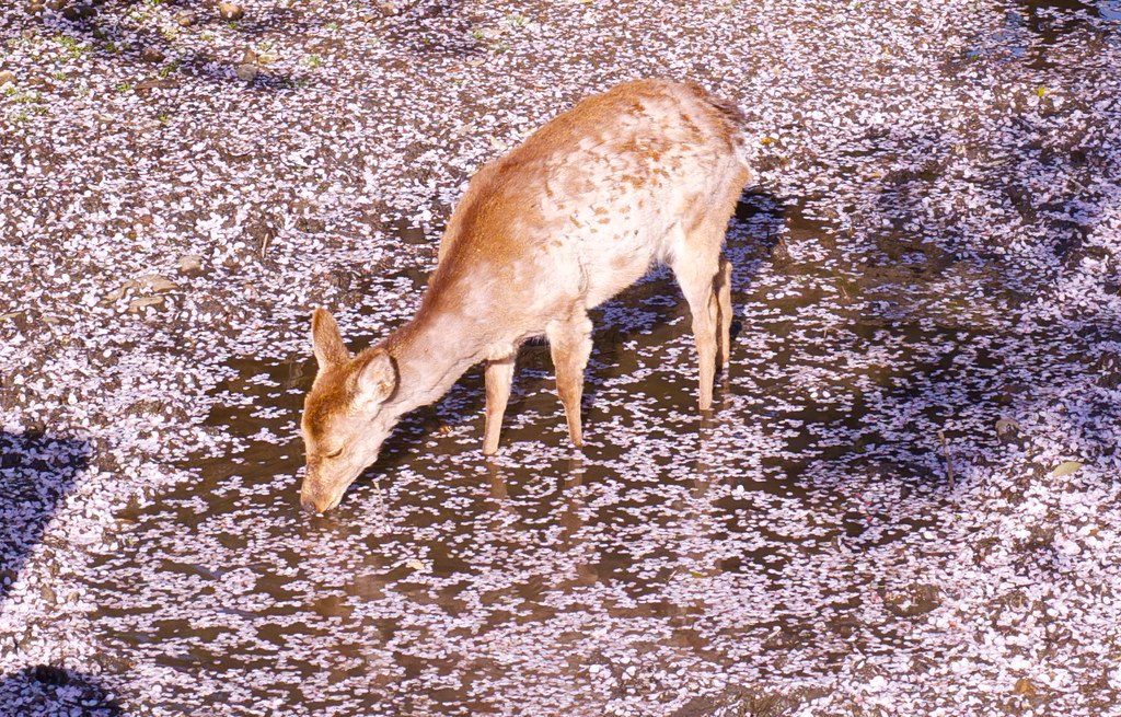The Deer: Gentle Wisdom Through Compassion (Image Credits: Flickr)
