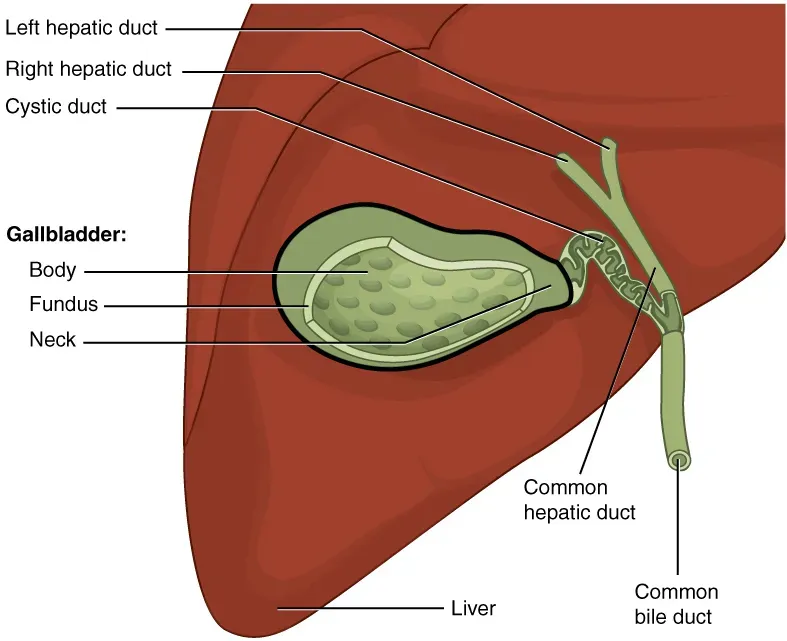 #5 - The Gallbladder (Anatomy & Physiology, Connexions Web site. http://cnx.org/content/col11496/1.6/, Jun 19, 2013., CC BY 3.0)