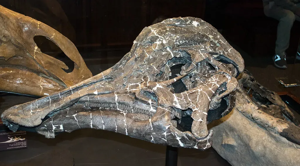 Multiple Functions: Thermoregulation and Beyond (Image Credits: Flickr)