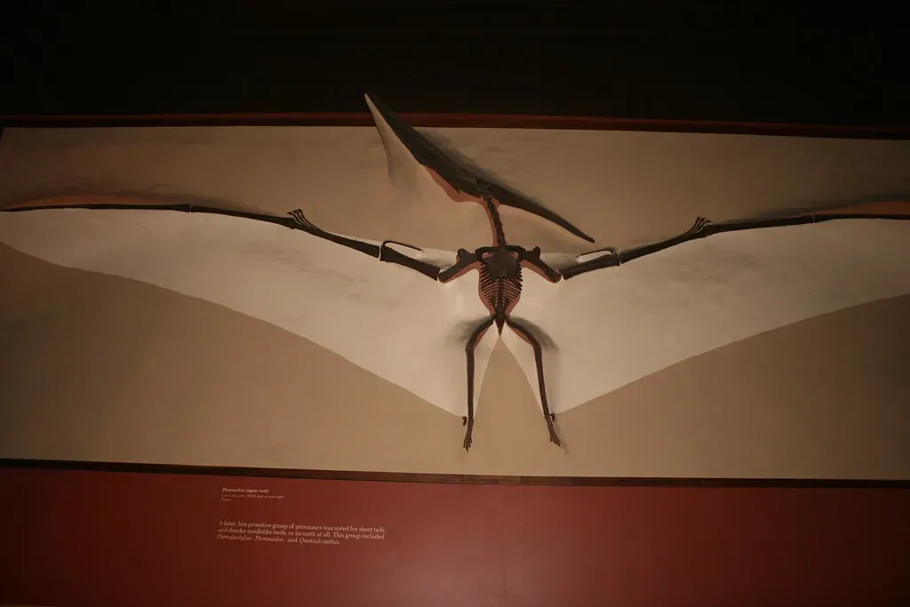 #10 – Pteranodon: The Ocean Stalker That Made Coastal Life Genuinely Dangerous (Image Credits: Flickr)