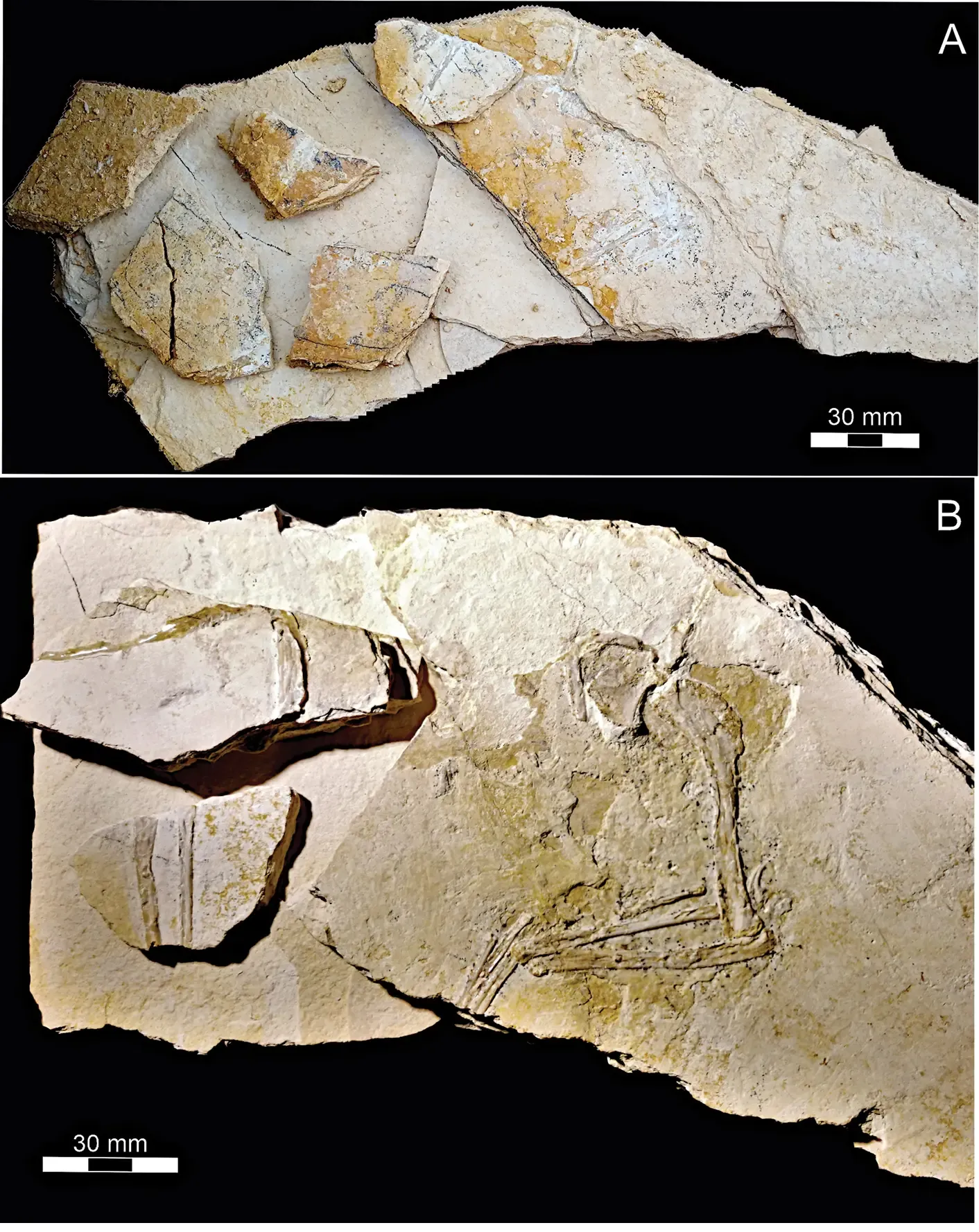 #6 - Illegal Export Should Have Been an Automatic Red Flag (A new Archaeopteryx from the lower Tithonian Mörnsheim Formation at Mühlheim (Late Jurassic), CC BY 3.0)