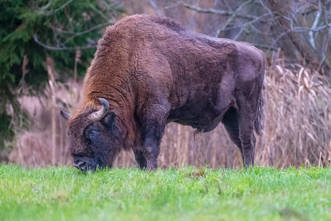 The American Bison: Descendant of an Even Bigger Beast (Image Credits: Unsplash)