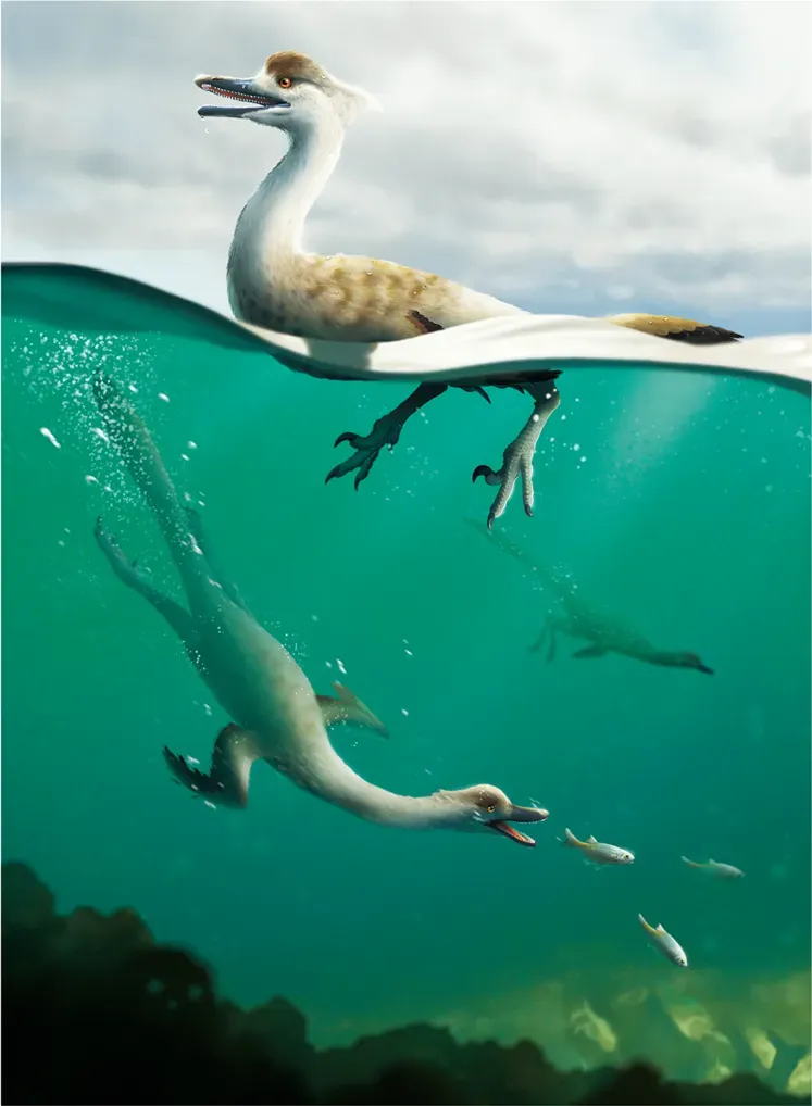 The Convergent Evolution Theory: Nature Repeating Itself ((in English) Lee, Sungjin (2022). "A non-avian dinosaur with a streamlined body exhibits potential adaptations for swimming". Communications Biology 5 (1): 1–9. DOI:10.1038/s42003-022-04119-9. ISSN 2399-3642., CC BY 4.0)
