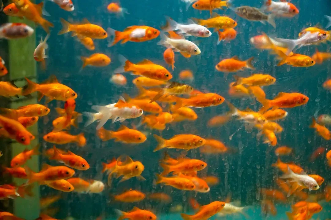 #6 - Goldfish Do Not Have a Three-Second Memory (Image Credits: Unsplash)