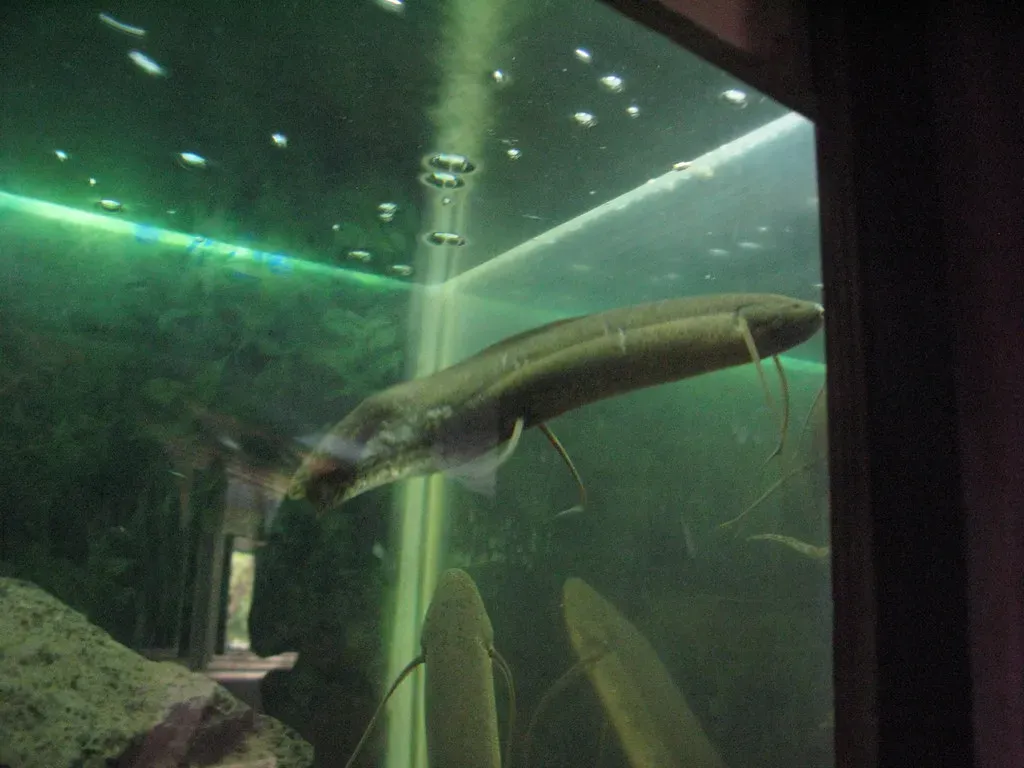 6. Lungfish: Air-Breathing Relics from the Age of Fins to Feet (henribergius, Flickr, CC BY-SA 2.0)