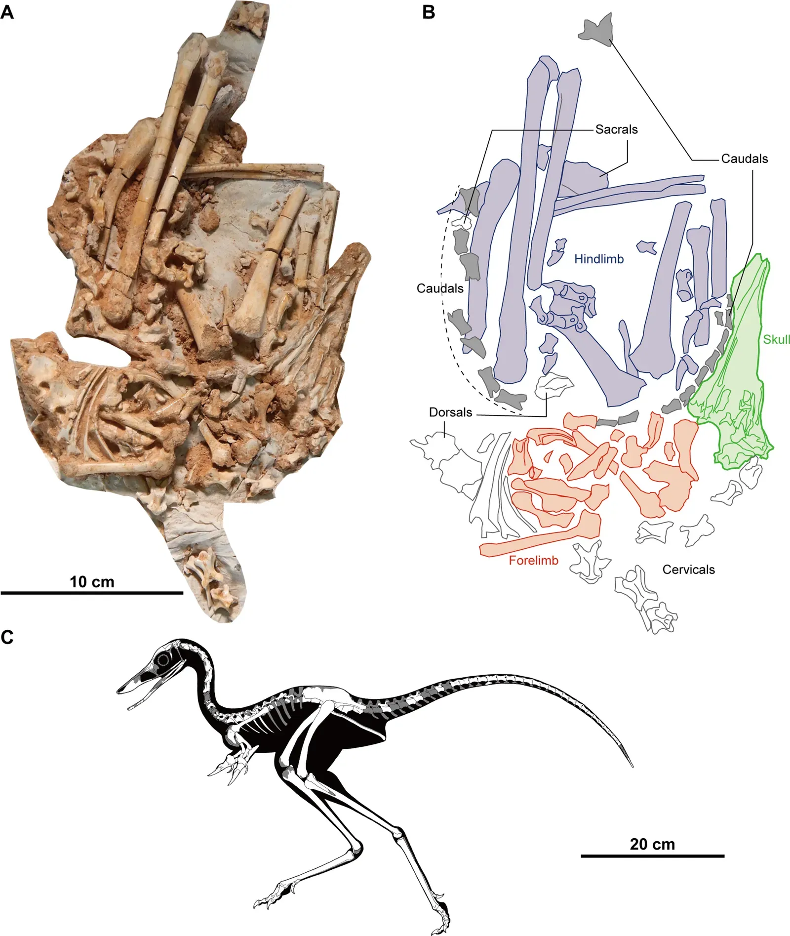 Curled Up and Bird-Like: What the Fossils Reveal (Image Credits: Wikimedia)
