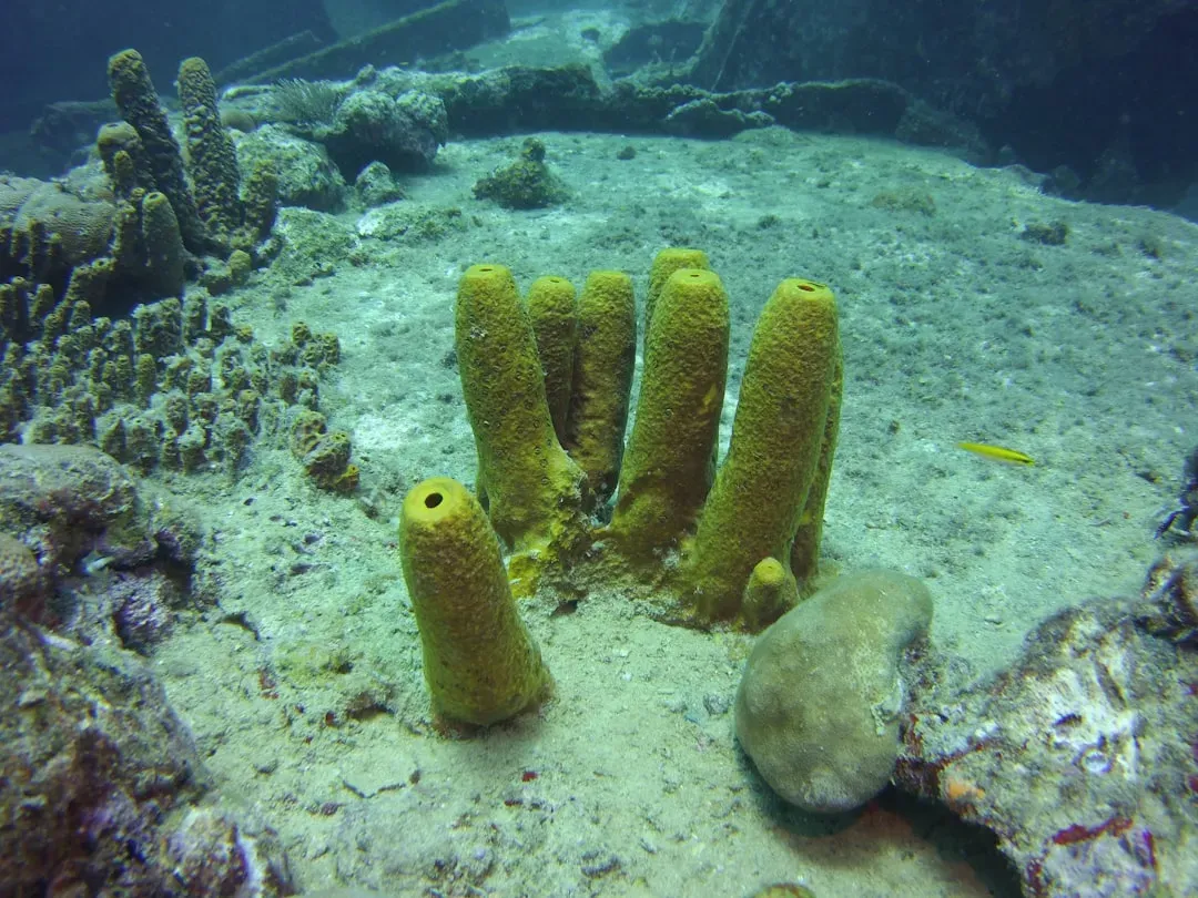 6. Sea Sponges: The Almost‑Plants That Preceded Complex Animals (Image Credits: Unsplash)