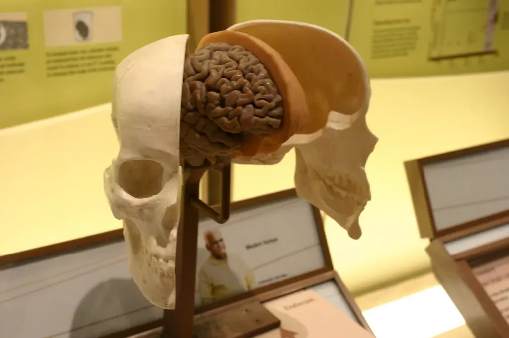 3. Gradual Emergence Of Complex Brains In The Fossil Record (Ryan Somma, Flickr, CC BY-SA 2.0)