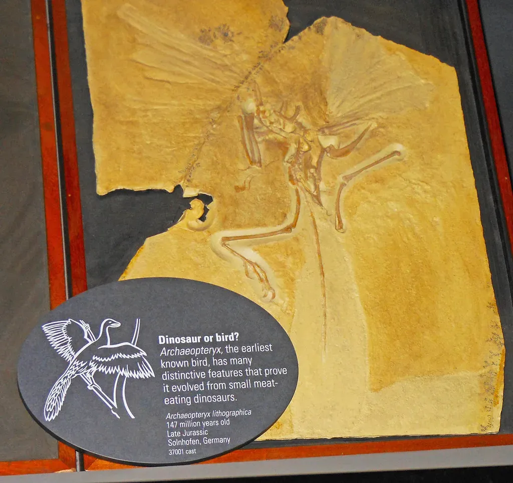 Archaeopteryx: The Creature That Blurred Every Line Between Dinosaurs and Birds (jtweedie1976, Flickr, CC BY 2.0)