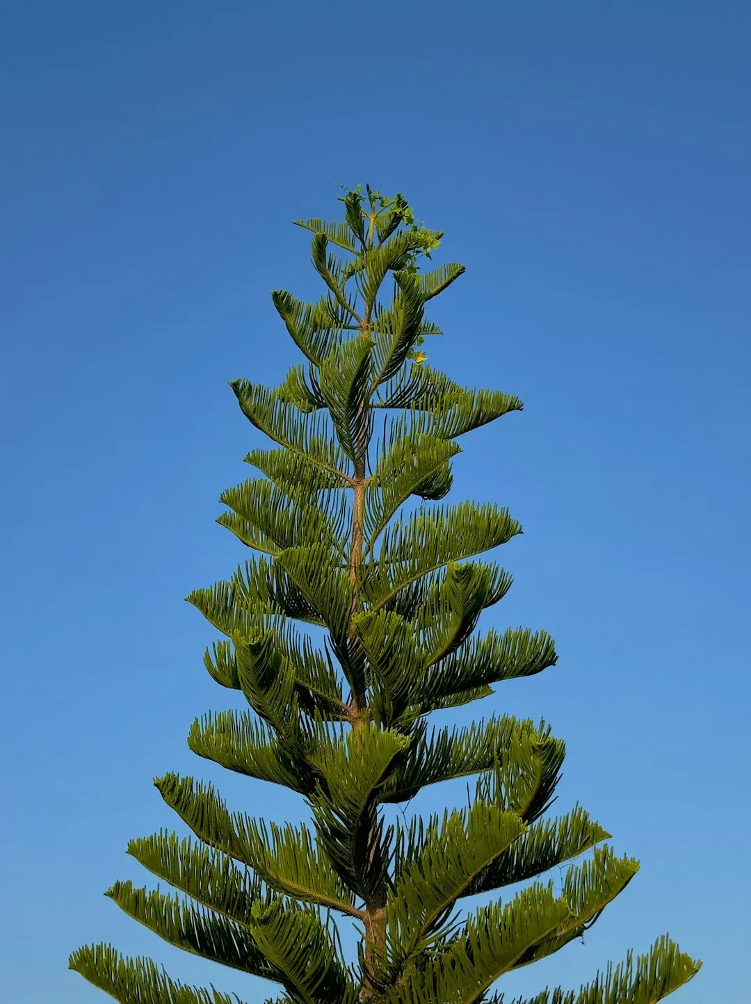 7. Wollemi Pine: The Secret Relic from Australia’s Canyons (Image Credits: Unsplash)