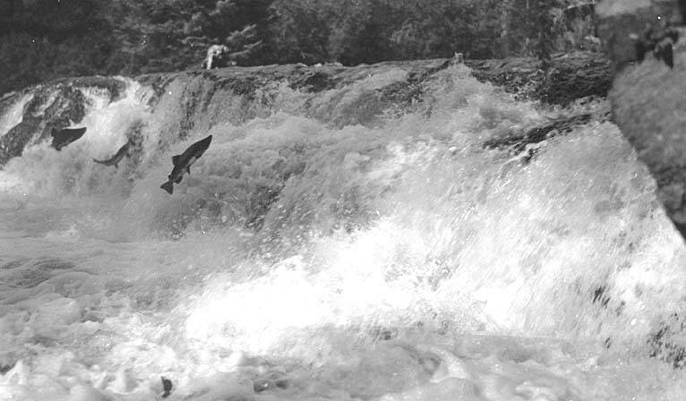 It Teaches You Emotional Resilience (Image Credits: Wikimedia)