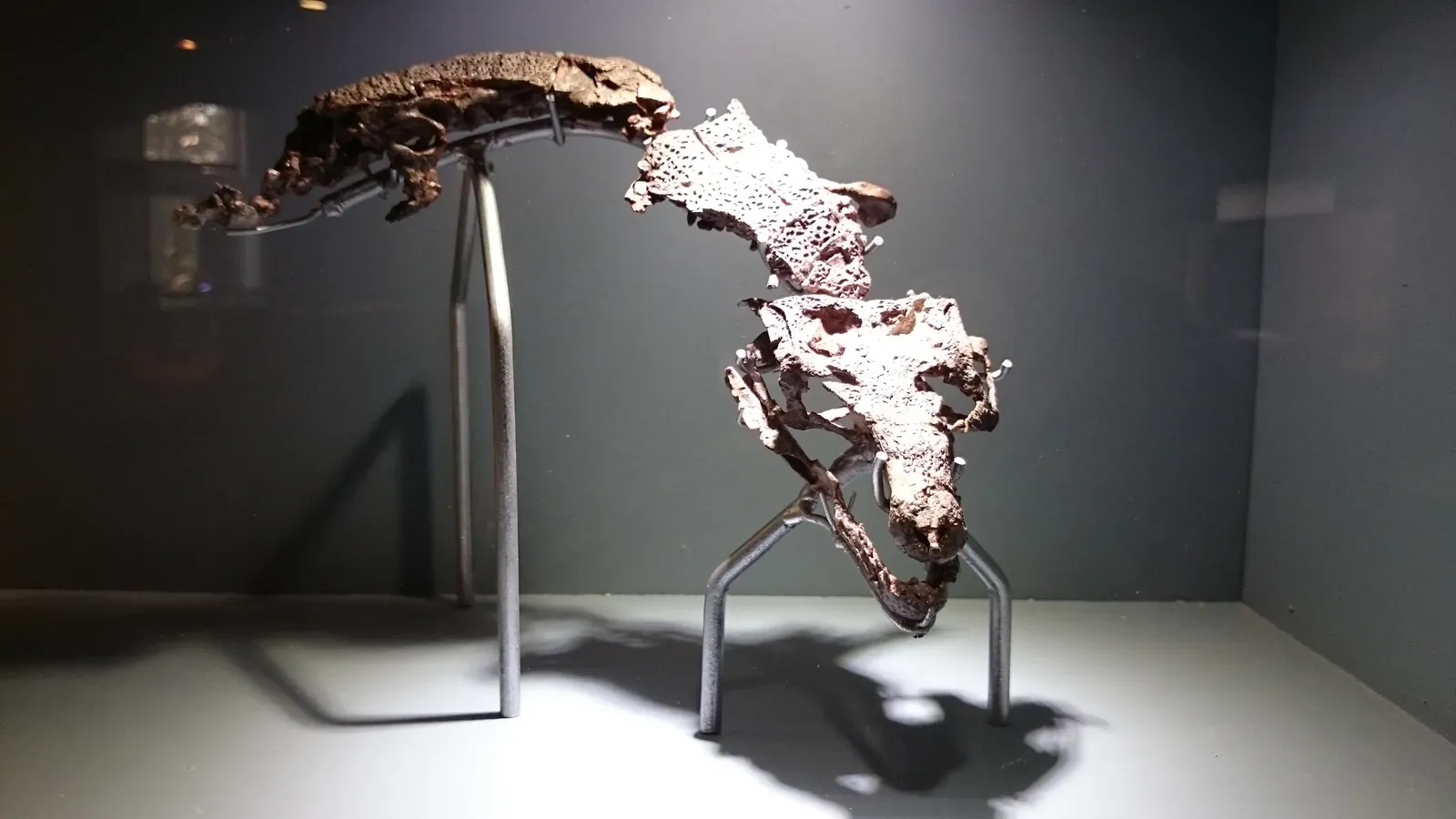 Crocodiles Everywhere You Look (Image Credits: Wikimedia)