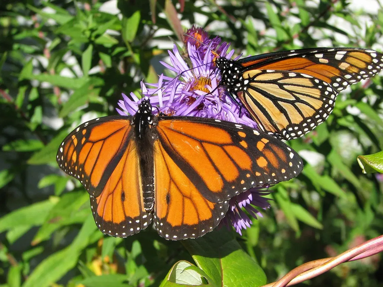 #10 - No Single Monarch Butterfly Ever Finishes the Journey It Started (Image Credits: Pixabay)