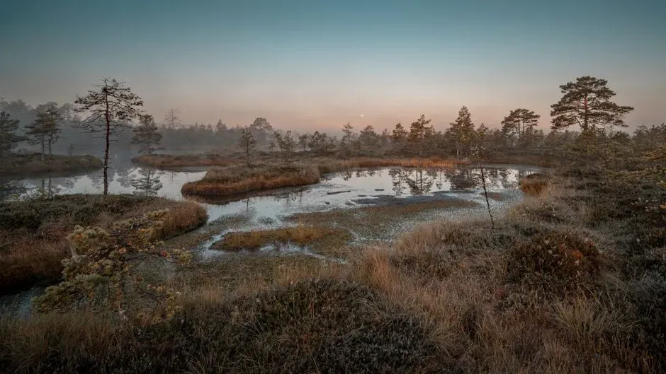 10. The First Forest‑Like Ecosystems Without True Trees (Image Credits: Pexels)