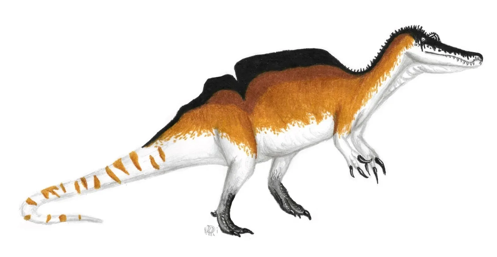 #16 - Ichthyovenator laosensis: The Dinosaur With a Broken Sail (By Alexander Vieira (PaleoGeekSquared), CC BY-SA 4.0)