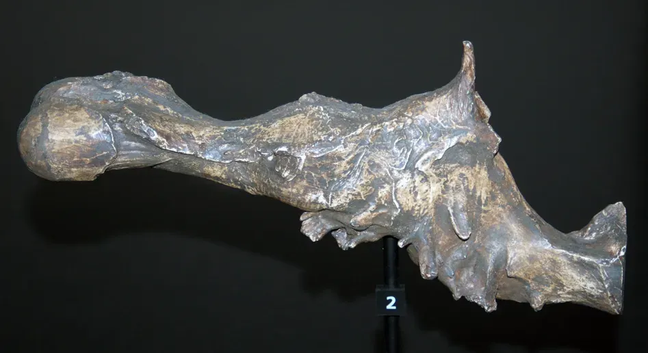 Why Brain Size Doesn't Tell the Whole Story (Image Credits: Wikimedia)