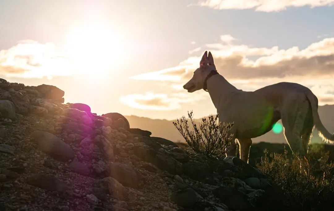1. Dogs as Moving Maps of Ancient Human Migrations (Image Credits: Unsplash)