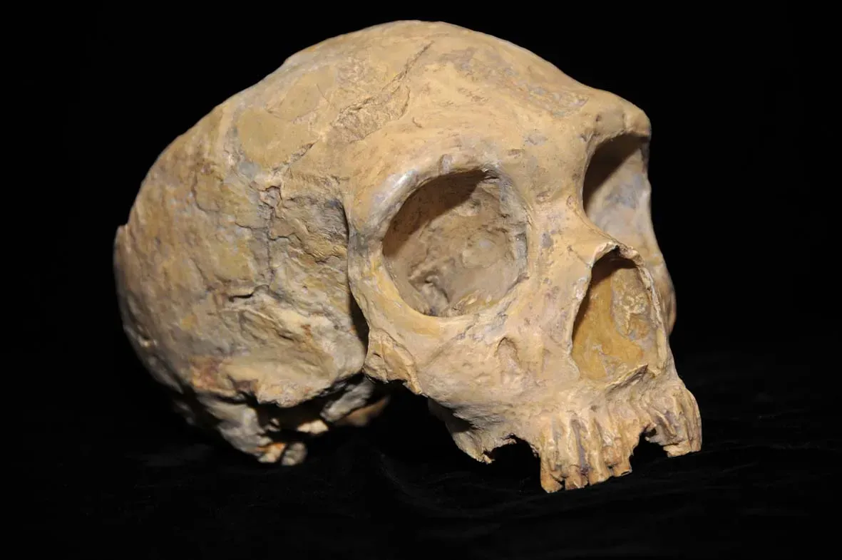 #13 - Scientists Keep Killing Off the Leading Theory for Neanderthal Extinction (By AquilaGib, CC BY-SA 3.0)