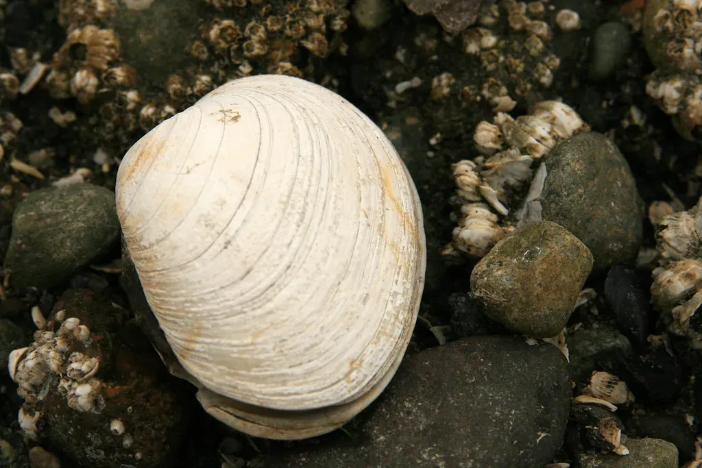 #5 - "Ming the Clam" Proved Scientists Miscounted by Over 100 Years - Then Killed It Finding Out (quinn.anya, Flickr, CC BY-SA 2.0)