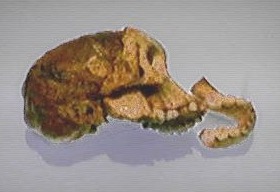 The Mysterious Denisovans Emerge from DNA (Image Credits: Wikimedia)