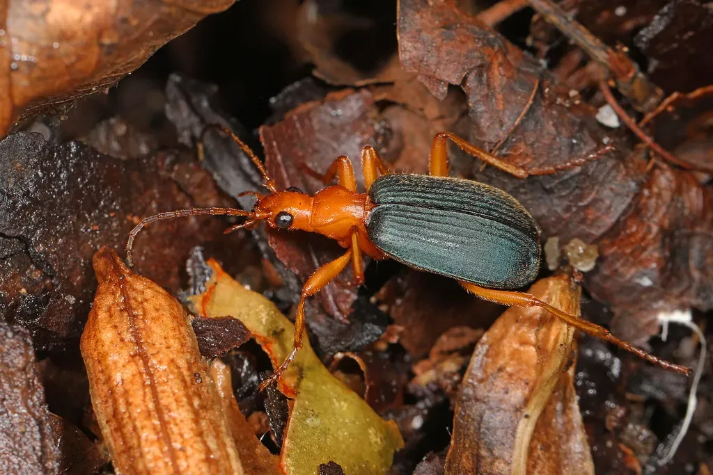 The Bombardier Beetle's Chemical Warfare (Image Credits: Flickr)