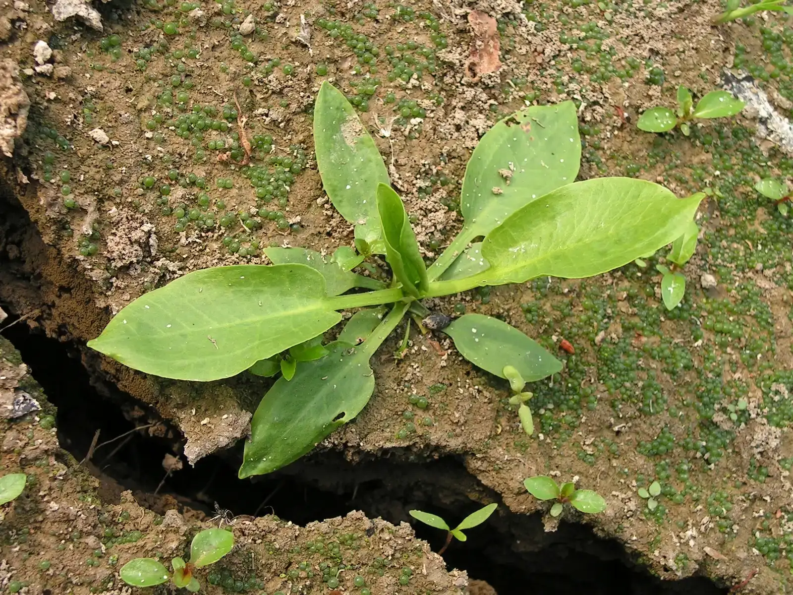 #4 Plantain Weeds: Footpath Specialists (By Bff, CC BY-SA 4.0)