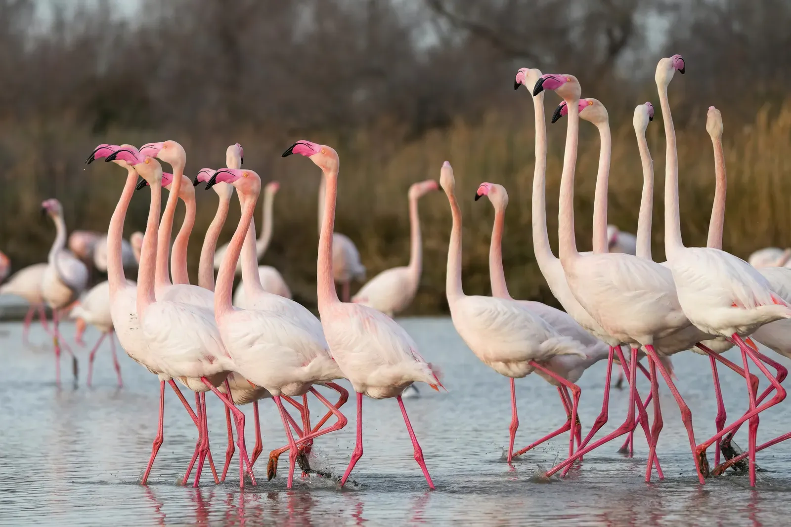 Modern Birds Offer Living Clues (Image Credits: Wikimedia)