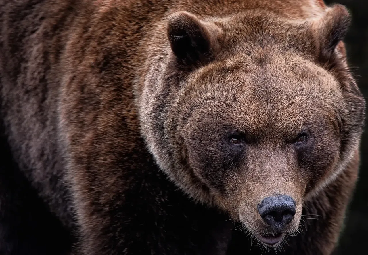 #1 - "They're Just a Dangerous Symbol, Not Key to the Ecosystem" (Image Credits: Pixabay)
