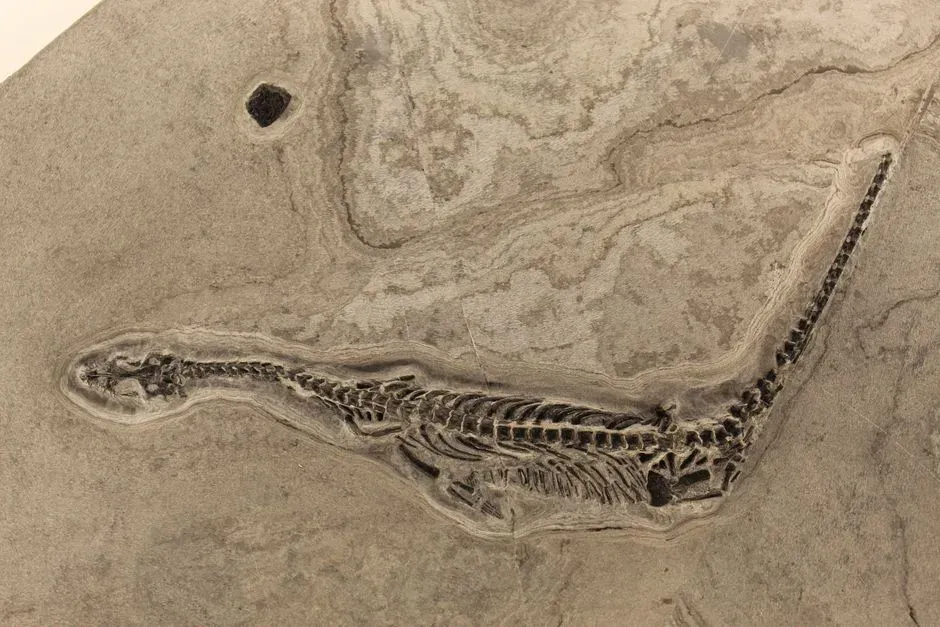 Why This Tiny Reptile Still Matters Today (Image Credits: Pexels)